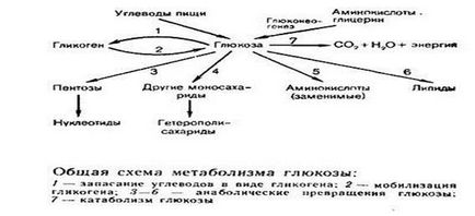 Metabolismul glucidelor - studopediya