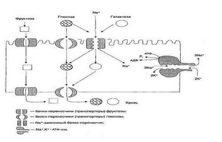 Metabolismul glucidelor - studopediya