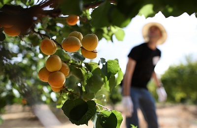 Tunderea caise vara și toamna, precum și formarea coroanei arborelui