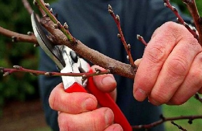 Tunderea caise vara și toamna, precum și formarea coroanei arborelui