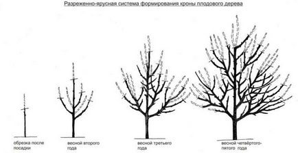 Tunderea caise vara și toamna, precum și formarea coroanei arborelui