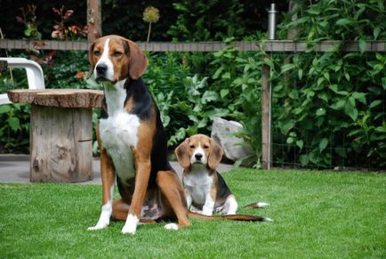 Formare câini de vânătoare comenzi reguli pentru catei de formare caine de vanatoare