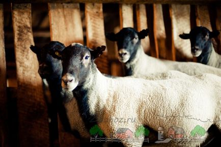 rase de carne Prezentare generală de ovine și caprine, descrierea lor, fotografii și video