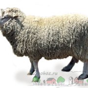 rase de carne Prezentare generală de ovine și caprine, descrierea lor, fotografii și video