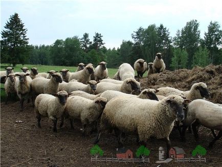 rase de carne Prezentare generală de ovine și caprine, descrierea lor, fotografii și video