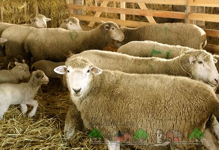 rase de carne Prezentare generală de ovine și caprine, descrierea lor, fotografii și video