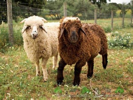 rase de carne Prezentare generală de ovine și caprine, descrierea lor, fotografii și video