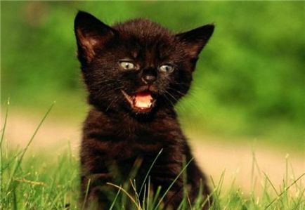 Ce împiedică pisica neagra in casa, prevestiri