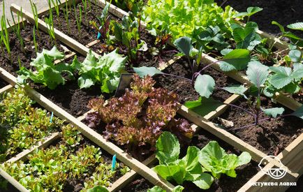 O gradina de legume pe balcon, care pot fi cultivate la domiciliu