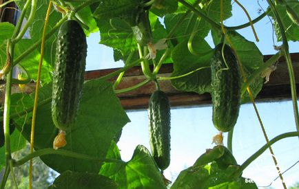 O gradina de legume pe balcon, care pot fi cultivate la domiciliu