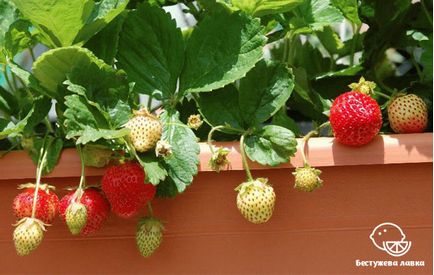 O gradina de legume pe balcon, care pot fi cultivate la domiciliu