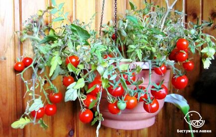 O gradina de legume pe balcon, care pot fi cultivate la domiciliu