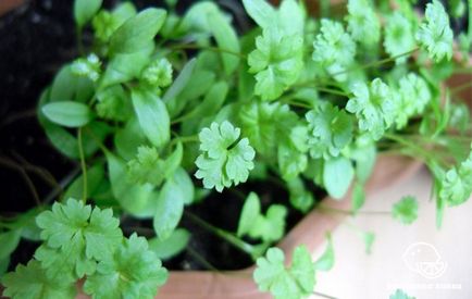 O gradina de legume pe balcon, care pot fi cultivate la domiciliu