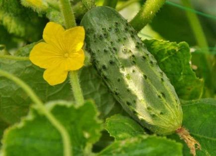 soiuri Castravete de soiuri timpurii, caracteristici, calendarul de plantare, întreținere, recoltare, foto, video