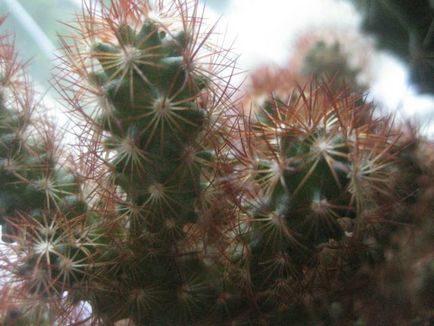 Despre cactusi cuvânt sau două