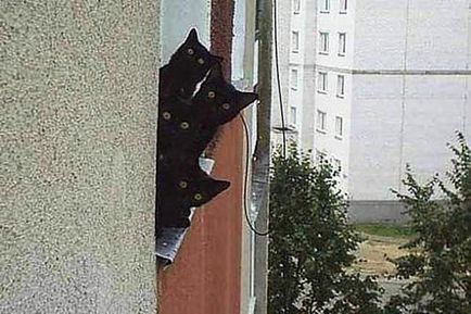 Windows și balcoane în condiții de siguranță pentru pisici