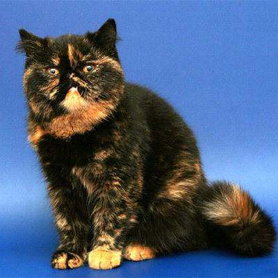 Culori pisici Scottish (foto) (tabelul) (descriere) murkotiki