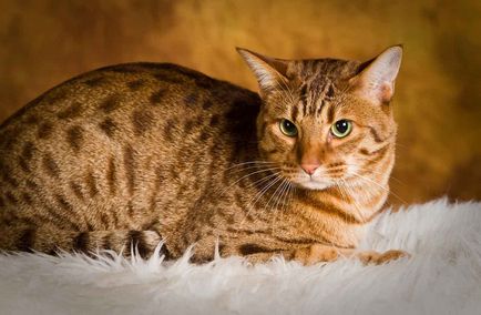 Descriere pisica rasa Ocicat arata ca pisoi, pisica adult, și pisica, cât de mult stâncă