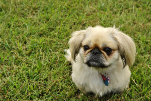 Descrierea de Pekinese rase de caini