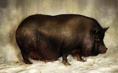 Hog Farrow pentru prima dată cât de mult merge gravidă și cât de mulți urși purcei