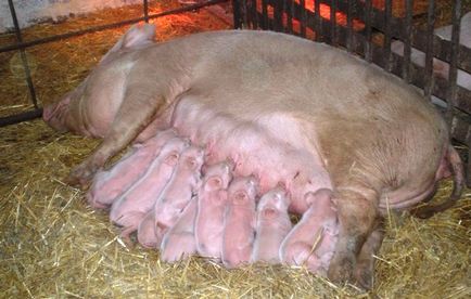 Farrow de porc dă naștere ca un porc, ca porci și aduce mult mai mult