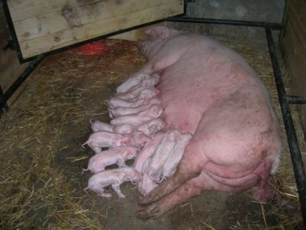 Farrow de porc dă naștere ca un porc, ca porci și aduce mult mai mult
