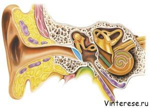 organ al auzului - urechea umană