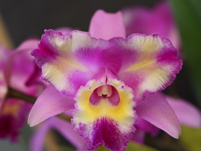 fotografii Cattleya Orchid și de îngrijire la domiciliu pentru diferite tipuri de Cattleya