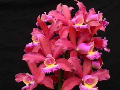 fotografii Cattleya Orchid și de îngrijire la domiciliu pentru diferite tipuri de Cattleya