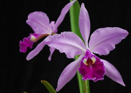 fotografii Cattleya Orchid și de îngrijire la domiciliu pentru diferite tipuri de Cattleya