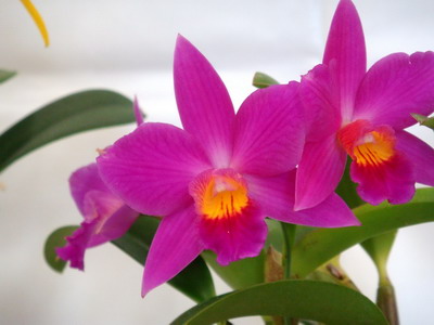 fotografii Cattleya Orchid și de îngrijire la domiciliu pentru diferite tipuri de Cattleya
