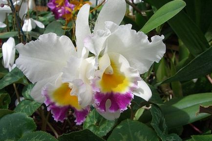 Orhideea Cattleya Descriere și caracteristici de cultivare