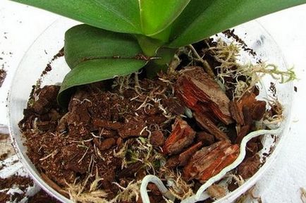 Orhideea Cattleya Descriere și caracteristici de cultivare