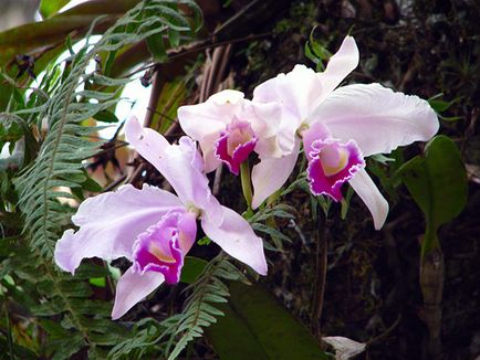 Cattleya Orchid - de îngrijire la propagare acasă Cattleya și transplantare, soiuri de Cattleya