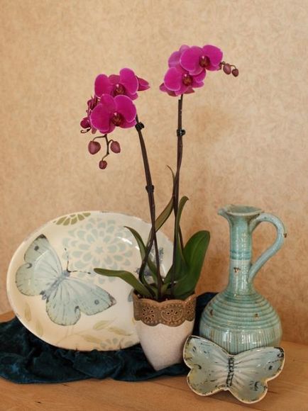 Orhideea în casa în special în cultură