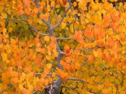 copaci Aspen și frunze fotografie, descriere