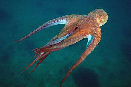 Octopus, enciclopedie animale