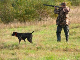 Bazele de câini de formare și căței de vânătoare curs video - învăța să lucreze în terenuri