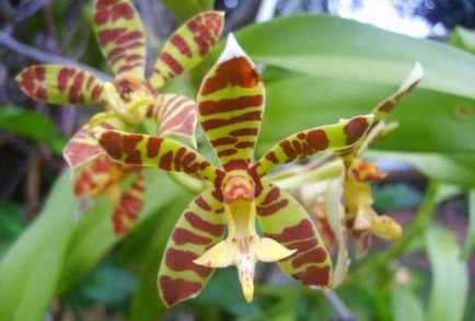 Caracteristici și metode de orhidee de reproducere la domiciliu