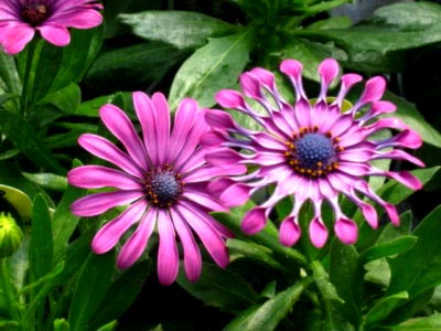 cultivarea Osteospermum și întreținerea în câmp deschis și reproducere