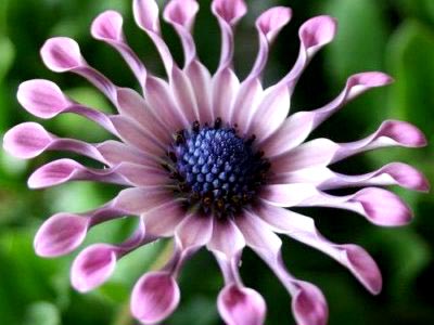 cultivarea Osteospermum și întreținerea în câmp deschis și reproducere