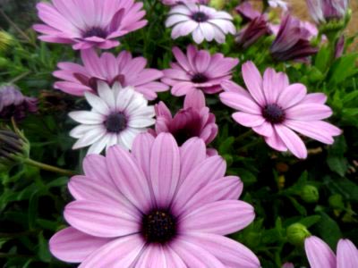 cultivarea Osteospermum și întreținerea în câmp deschis și reproducere