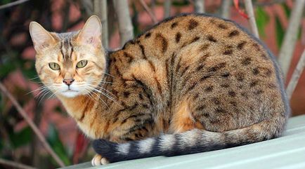 fotografii Ocicat pisica, pret, descriere rasa, caracter, video, pepiniere - murkote despre pisici și pisici