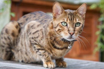 fotografii Ocicat pisica, pret, descriere rasa, caracter, video, pepiniere - murkote despre pisici și pisici