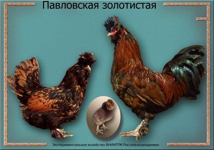 Pavlovskaya producția de ouă rasa de pui, comentarii