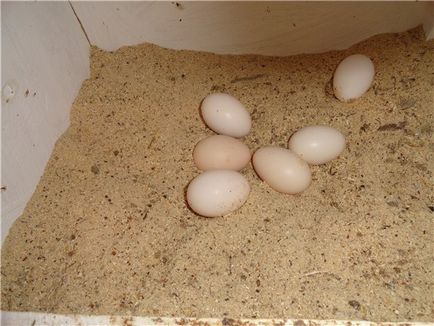 Pavlovskaya producția de ouă rasa de pui, comentarii