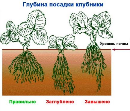 căpșunile de transplant cum să planteze și să replantează căpșuni