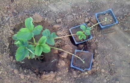 căpșunile de transplant cum să planteze și să replantează căpșuni