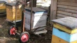 Transportul de albine în diferite anotimpuri - sfaturi practice