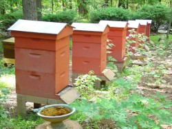 Transportul de albine în diferite anotimpuri - sfaturi practice